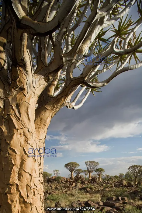 : Namibia, Keetmanshoop, Setting sun lights : Namibia, Keetmanshoop, Setting sun lights