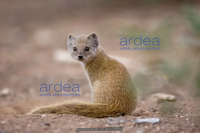 : Namibia, Keetmanshoop, Young Yellow Mongoose : Namibia, Keetmanshoop, Young Yellow Mongoose