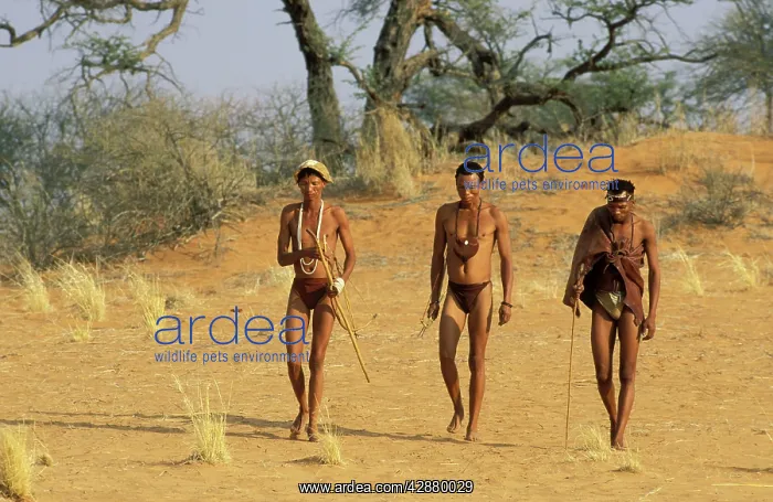 : Namibia - Kung Bushmen / San in the Kalahari Desert : Namibia - Kung Bushmen / San in the Kalahari Desert