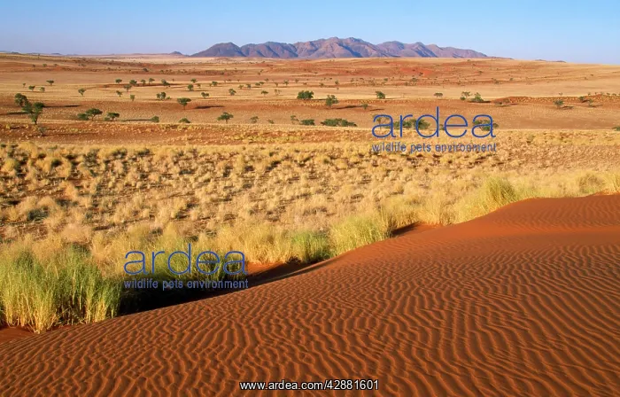 : NAMIBIA - landscape with Bushman grass (Stipagrostis : NAMIBIA - landscape with Bushman grass (Stipagrostis