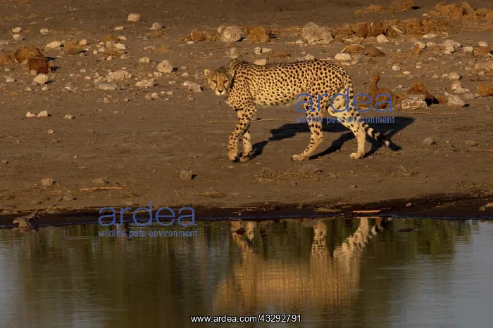 : Namibia maintains the largest population of wild cheetahs wo : Namibia maintains the largest population of wild cheetahs wo