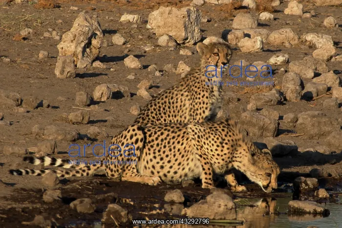 : Namibia maintains the largest population of wild cheetahs wo : Namibia maintains the largest population of wild cheetahs wo