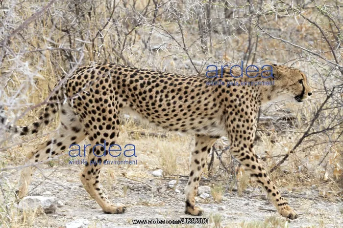 : Namibia maintains the largest population of wild cheetahs wo : Namibia maintains the largest population of wild cheetahs wo