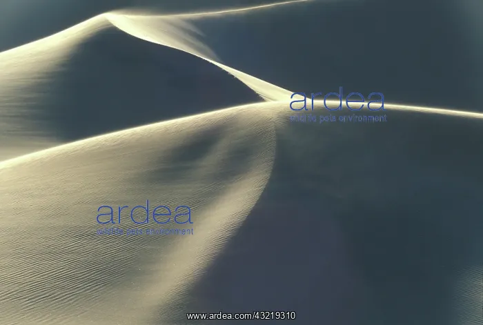 : Namibia, Namib Desert, Sand dunes at sunset : Namibia, Namib Desert, Sand dunes at sunset