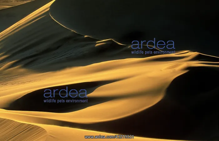 : Namibia, Namib Desert, Sand dunes at sunset : Namibia, Namib Desert, Sand dunes at sunset