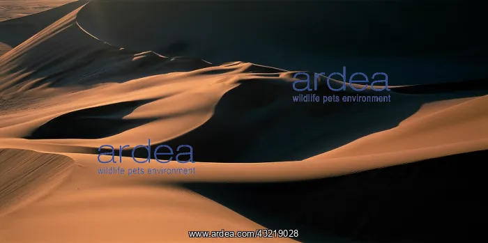 : Namibia, Namib Desert, Setting sun lights : Namibia, Namib Desert, Setting sun lights