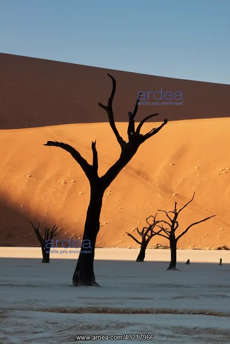 : Namibia, Namib Desert, Sossusvlei, Namib-Naukluft : Namibia, Namib Desert, Sossusvlei, Namib-Naukluft
