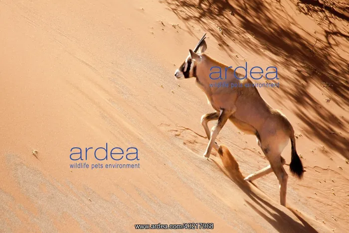 : Namibia, Namib Desert, Sossusvlei, Namib-Naukluft : Namibia, Namib Desert, Sossusvlei, Namib-Naukluft
