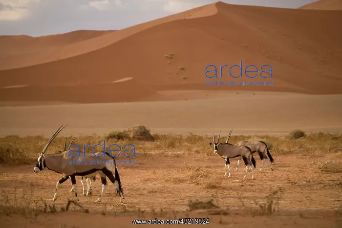 : Namibia, Namib Naukluft National Park, Oryx : Namibia, Namib Naukluft National Park, Oryx