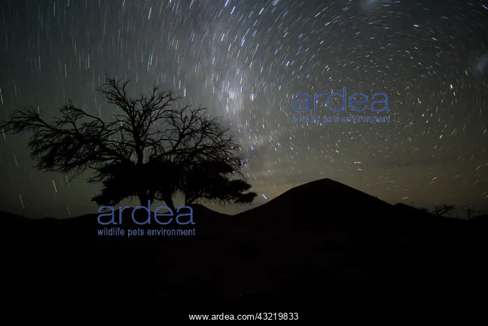 : Namibia, Namib Naukluft National Park, Star : Namibia, Namib Naukluft National Park, Star