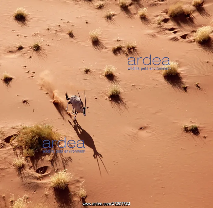 : Namibia, Namib-Naukluft Park, Sossusvlei : Namibia, Namib-Naukluft Park, Sossusvlei