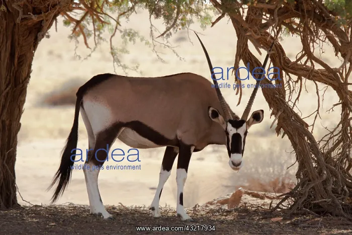: Namibia, Namib-Naukluft Park, Sossusvlei : Namibia, Namib-Naukluft Park, Sossusvlei