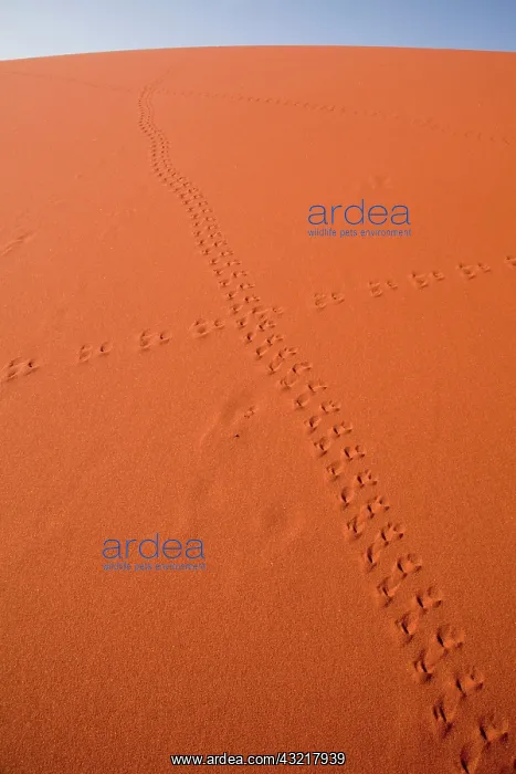  : Namibia, Namib-Naukluft Park, Sossusvlei