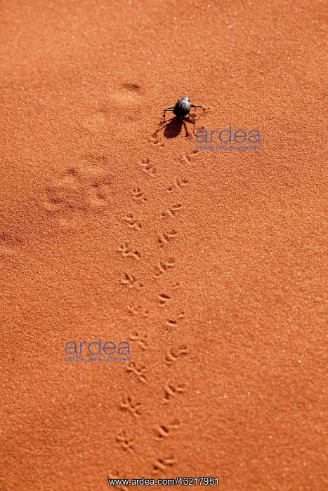 : Namibia, Namib-Naukluft Park, Sossusvlei : Namibia, Namib-Naukluft Park, Sossusvlei