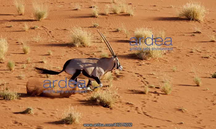 : Namibia, Namib-Naukluft Park, Sossusvlei : Namibia, Namib-Naukluft Park, Sossusvlei