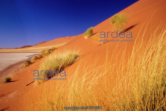 : Namibia: Namibia Desert, Sossusvlei Dunes : Namibia: Namibia Desert, Sossusvlei Dunes