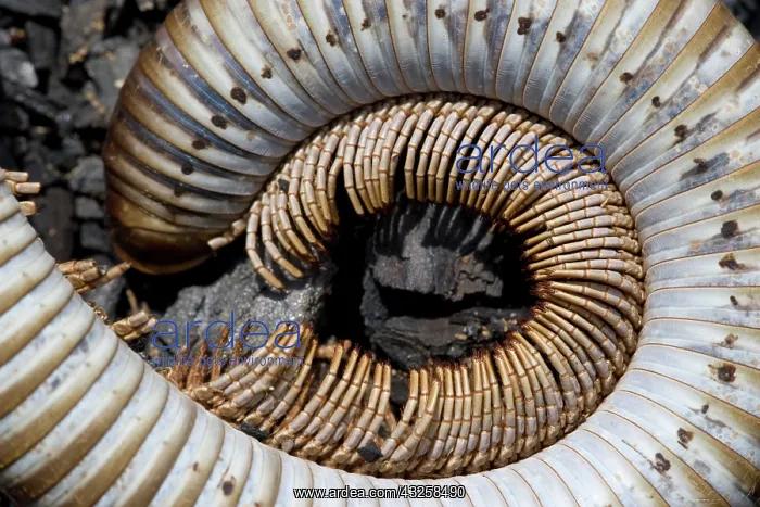  : Namibia, Omaruru, Skeleton of large centipede