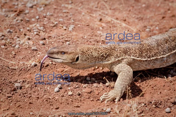 : Namibia, Palmwag Conservancy. Close-up of : Namibia, Palmwag Conservancy. Close-up of