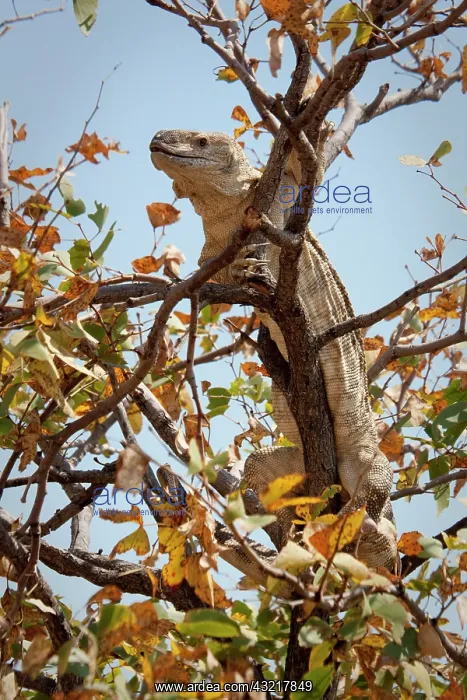 : Namibia, Palmwag Conservancy. Monitor lizard : Namibia, Palmwag Conservancy. Monitor lizard