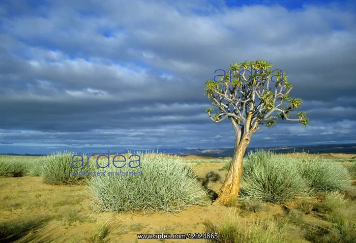 : Namibia - Quiver / Kokerboom tree (Aloe dichotoma) : Namibia - Quiver / Kokerboom tree (Aloe dichotoma)