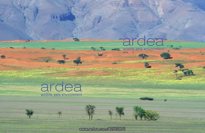 : Namibia - In the rainy season at the edge of the : Namibia - In the rainy season at the edge of the
