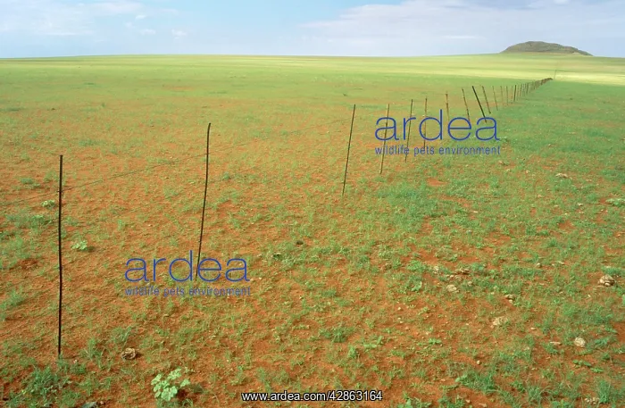 : Namibia - Rainy Season with green vegetation - : Namibia - Rainy Season with green vegetation -