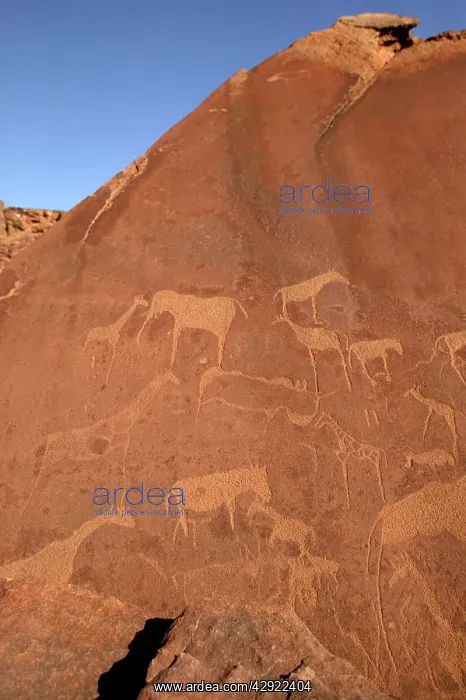 : Namibia - Rock Engravings : Namibia - Rock Engravings