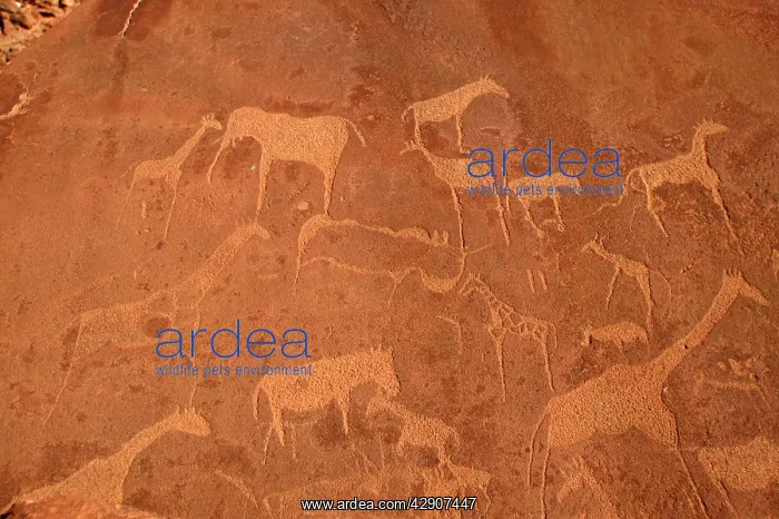 : NAMIBIA - Rock engravings of wildlife : NAMIBIA - Rock engravings of wildlife