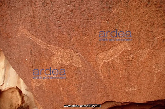 : NAMIBIA - Rock engravings of wildlife : NAMIBIA - Rock engravings of wildlife