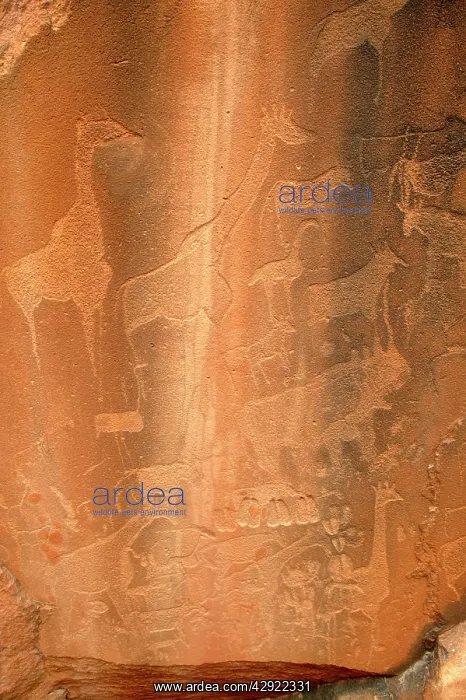  : NAMIBIA - Rock engravings of wildlife