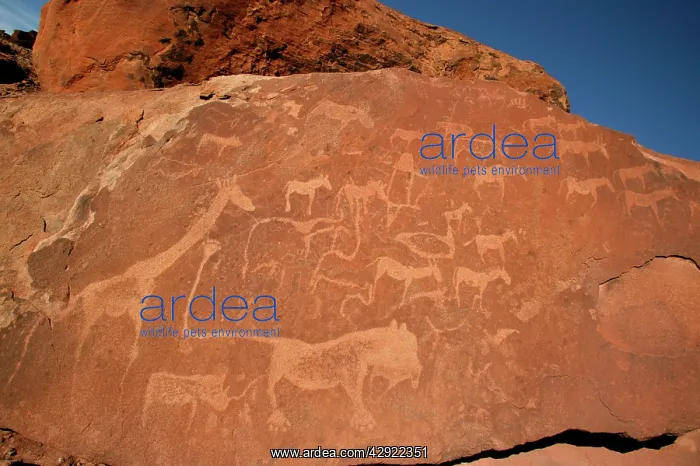 : NAMIBIA - Rock engravings of wildlife : NAMIBIA - Rock engravings of wildlife