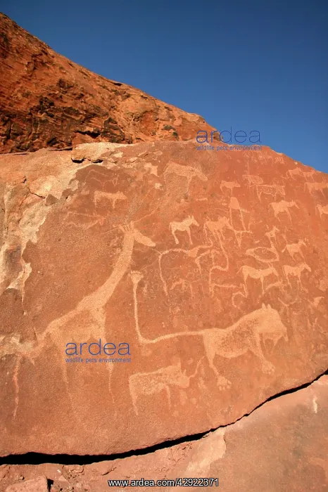 : NAMIBIA - Rock engravings of wildlife : NAMIBIA - Rock engravings of wildlife