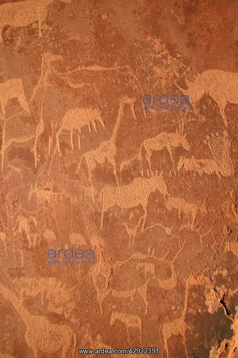 : NAMIBIA - Rock engravings of wildlife : NAMIBIA - Rock engravings of wildlife