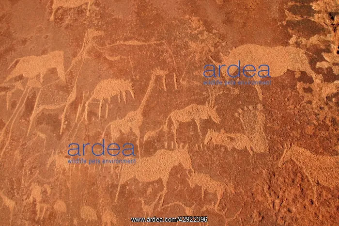 : NAMIBIA - Rock engravings of wildlife, including rhinoceros : NAMIBIA - Rock engravings of wildlife, including rhinoceros