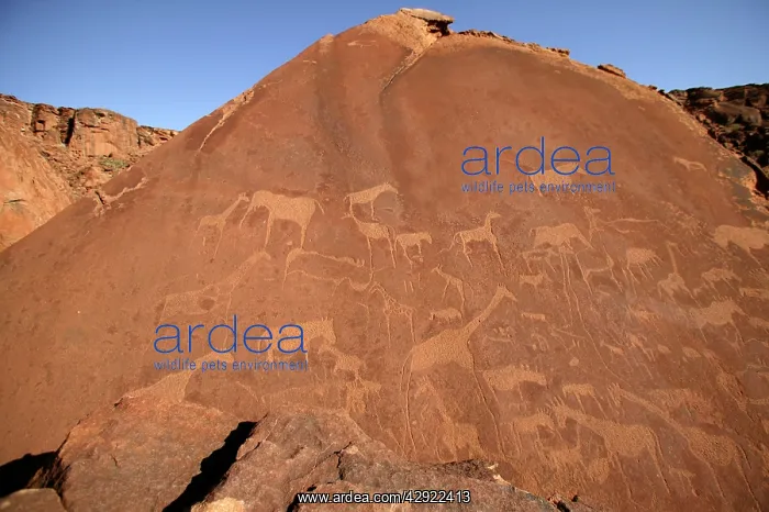 : NAMIBIA - Rock engravings of wildlife : NAMIBIA - Rock engravings of wildlife