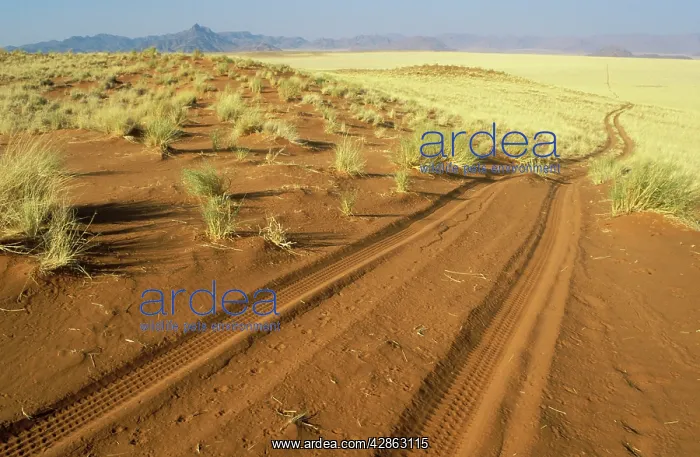 : Namibia - sandy track at the edge of the southern : Namibia - sandy track at the edge of the southern