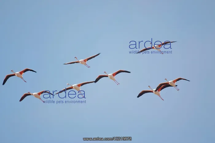 : Namibia, Skeleton Coast Wilderness, Flock : Namibia, Skeleton Coast Wilderness, Flock