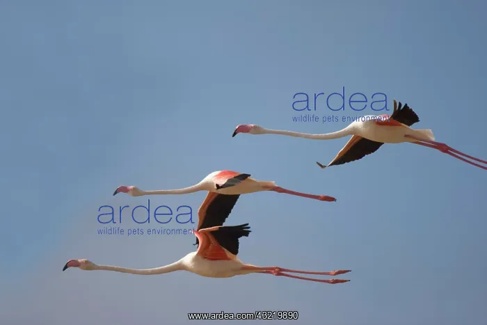 : Namibia, Skeleton Coast Wilderness, Flock : Namibia, Skeleton Coast Wilderness, Flock