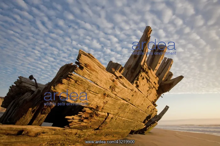 : Namibia, Skeleton Coast Wilderness, Remains : Namibia, Skeleton Coast Wilderness, Remains