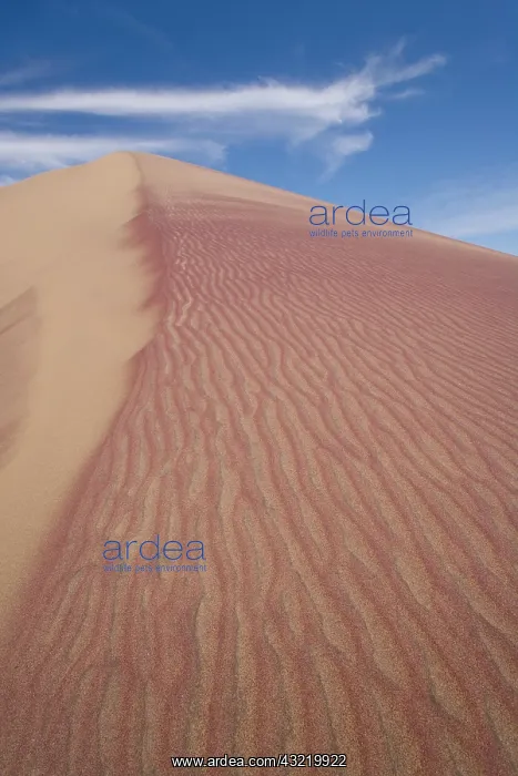 : Namibia, Skeleton Coast Wilderness, Wind : Namibia, Skeleton Coast Wilderness, Wind
