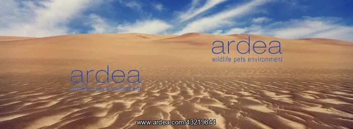 : Namibia, Skeleton Coast Wind blown sand : Namibia, Skeleton Coast Wind blown sand