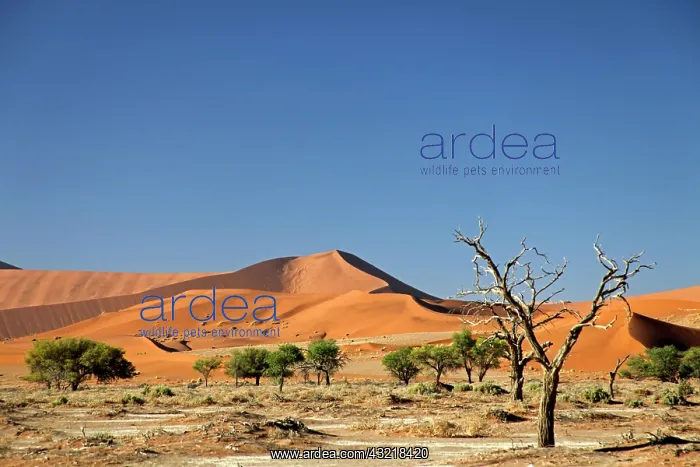 : Namibia, Sossusvlei : Namibia, Sossusvlei