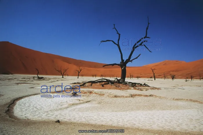 : Namibia, Sossusvlei, Deadvlei, Dead tree : Namibia, Sossusvlei, Deadvlei, Dead tree