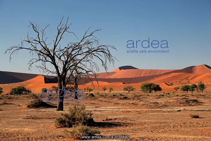 : Namibia, Sossusvlei. Flora landscape of : Namibia, Sossusvlei. Flora landscape of