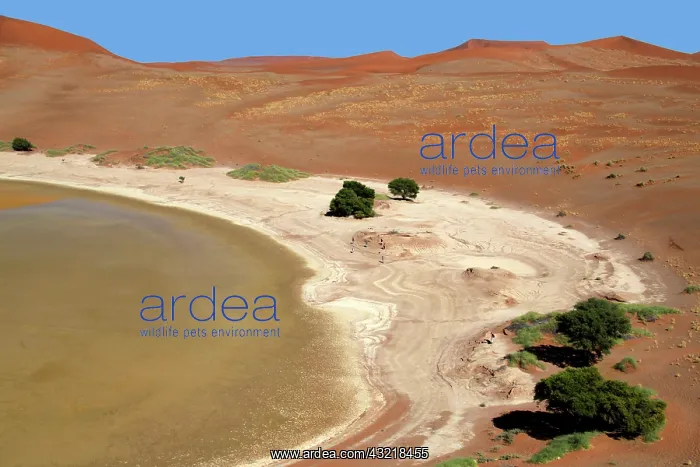 : Namibia, Sossusvlei. Sossusvlei Pan, with : Namibia, Sossusvlei. Sossusvlei Pan, with