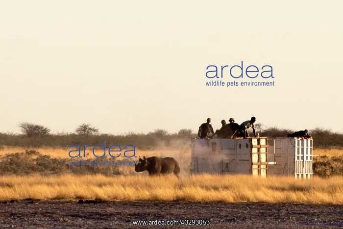 : Namibia has special sites where black and white rhino are re : Namibia has special sites where black and white rhino are re