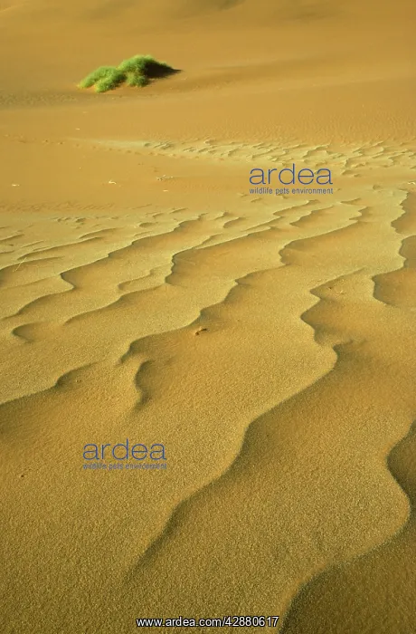 : Namibia - Structural forms in the sand of the Namib : Namibia - Structural forms in the sand of the Namib