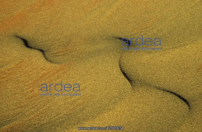 : Namibia - Structural forms in the sand of the Namib Desert : Namibia - Structural forms in the sand of the Namib Desert