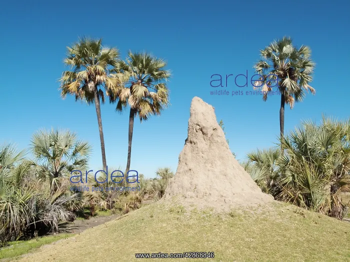 : Namibia - Termite hills and Makalani palm trees : Namibia - Termite hills and Makalani palm trees