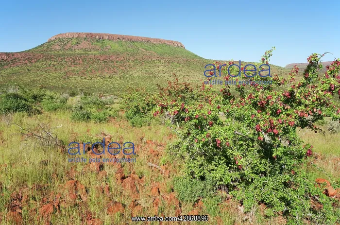 : Namibia - Unusual green scenery after heavy rainfalls : Namibia - Unusual green scenery after heavy rainfalls